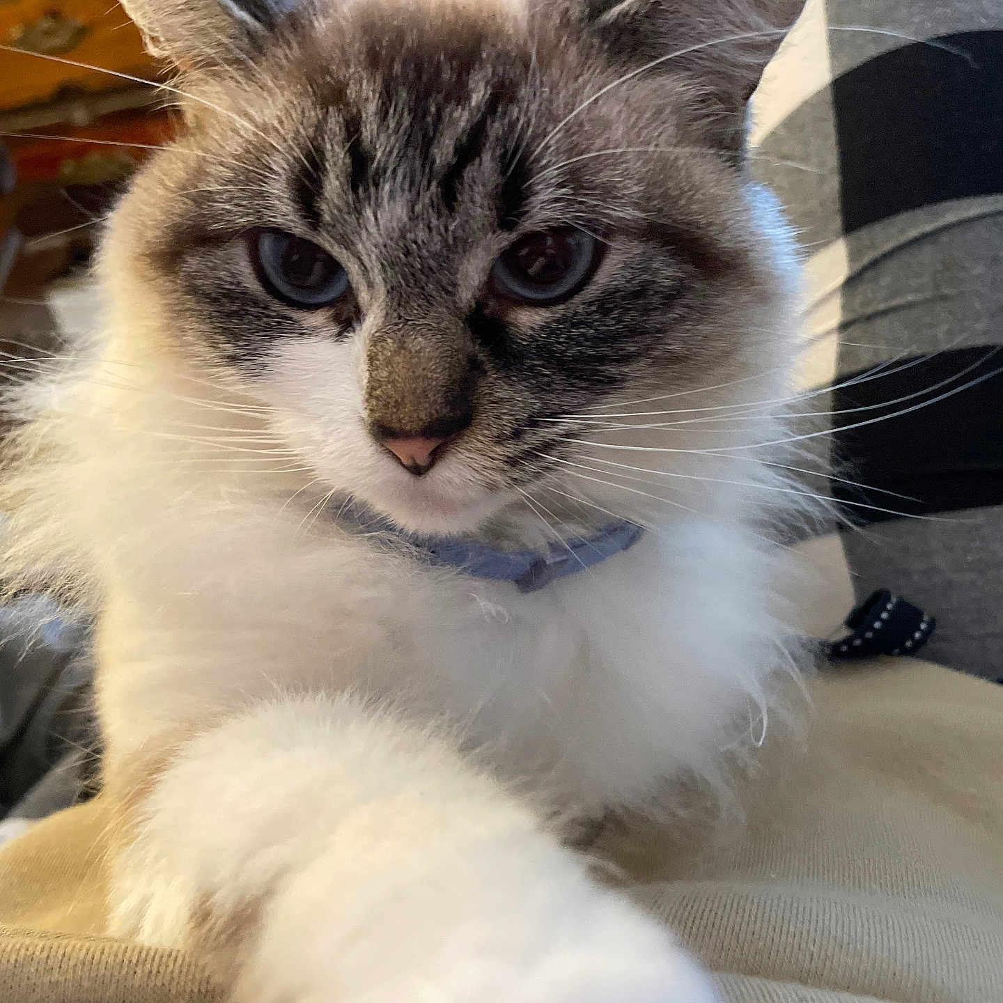 Yeyo joined the competition — help win amazing prizes! blanket, blue_eyes, cat, close_up, collar, cute, domestic, fabric, face, fluffy, furniture, indoor, paw, pet, plaid_pattern, portrait, relaxed, sitting, whiskers, wooden_dresser