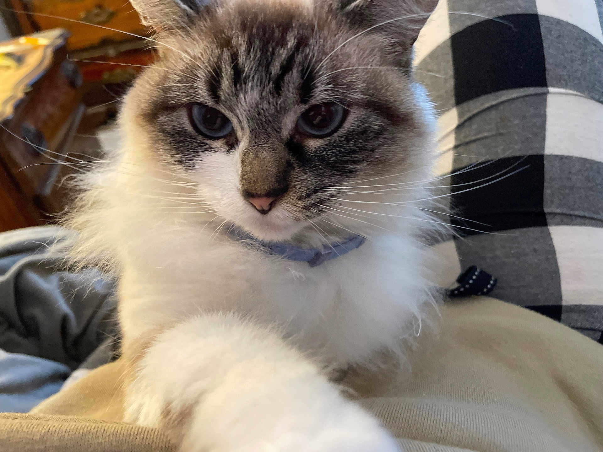 Yeyo joined the competition — help win amazing prizes! blanket, blue_eyes, cat, close_up, collar, cute, domestic, fabric, face, fluffy, furniture, indoor, paw, pet, plaid_pattern, portrait, relaxed, sitting, whiskers, wooden_dresser