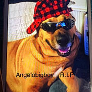 Angelo joined the competition — help win amazing prizes! dog, canine, sunglasses, hat, checkered_hat, red_hat, black_hat, brown_fur, black_muzzle, open_mouth, smiling, teeth, tongue, portrait, close_up, pet, cool, screen_photo, memorial_text, indoor