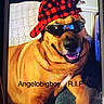 dog, canine, sunglasses, hat, checkered_hat, red_hat, black_hat, brown_fur, black_muzzle, open_mouth, smiling, teeth, tongue, portrait, close_up, pet, cool, screen_photo, memorial_text, indoor