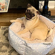 Hugo joined the competition — help win amazing prizes! dog, pug, pet_bed, indoor, floor, carpet, furniture, head_tilt, curious, cute, animal, resting, cozy, light_blue, patterned, collar, wooden_floor, household, relaxed, small_dog