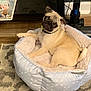 dog, pug, pet_bed, indoor, floor, carpet, furniture, head_tilt, curious, cute, animal, resting, cozy, light_blue, patterned, collar, wooden_floor, household, relaxed, small_dog
