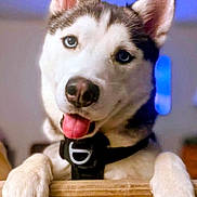 Freya is registered to the contest to win money with this photo: animal, blue_eyes, canine, close_up, collar, couch, dog, domestic, ears, fur, happy, husky, indoor, looking_at_camera, nose, paws, pet, playful, portrait, tongue_out