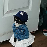 Jade is registered to the contest to win money with this photo: animal_costume, baseball_cap, black_and_white, cat, cloth_rag, cute, denim_jacket, door, eyes, fashion, hardwood_floor, indoor, makeup_compact, pet, portrait, sitting, sneaker, tutu, tuxedo_cat, whiskers