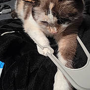 Rainbow joined the competition — help win amazing prizes! cat, feline, pet, paw, blanket, hanger, indoor, fur, white, brown, curious, resting, soft, cozy, animal, closeup, cute, sleepy, furniture, relaxed