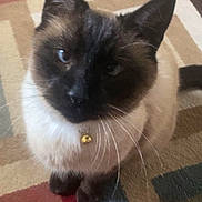 Sparkle is registered to the contest to win money with this photo: accessories, animal, cat, collar, kitten, manx, pet, siamese