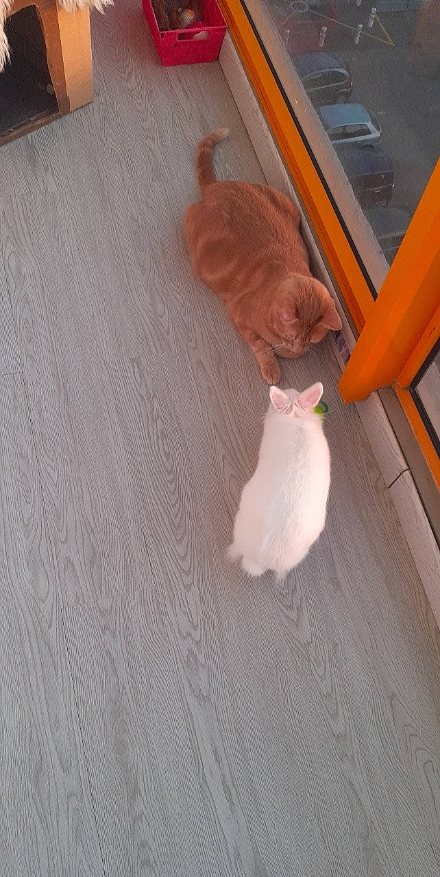 Tigrou a rejoint le concours — aidez-le/la à gagner de superbes lots ! brown, carnivore, cat, companion_dog, fawn, felidae, floor, flooring, fur, hardwood, laminate_flooring, pattern, plywood, small_to_medium_sized_cats, tail, varnish, whiskers, wood, wood_flooring, wood_stain