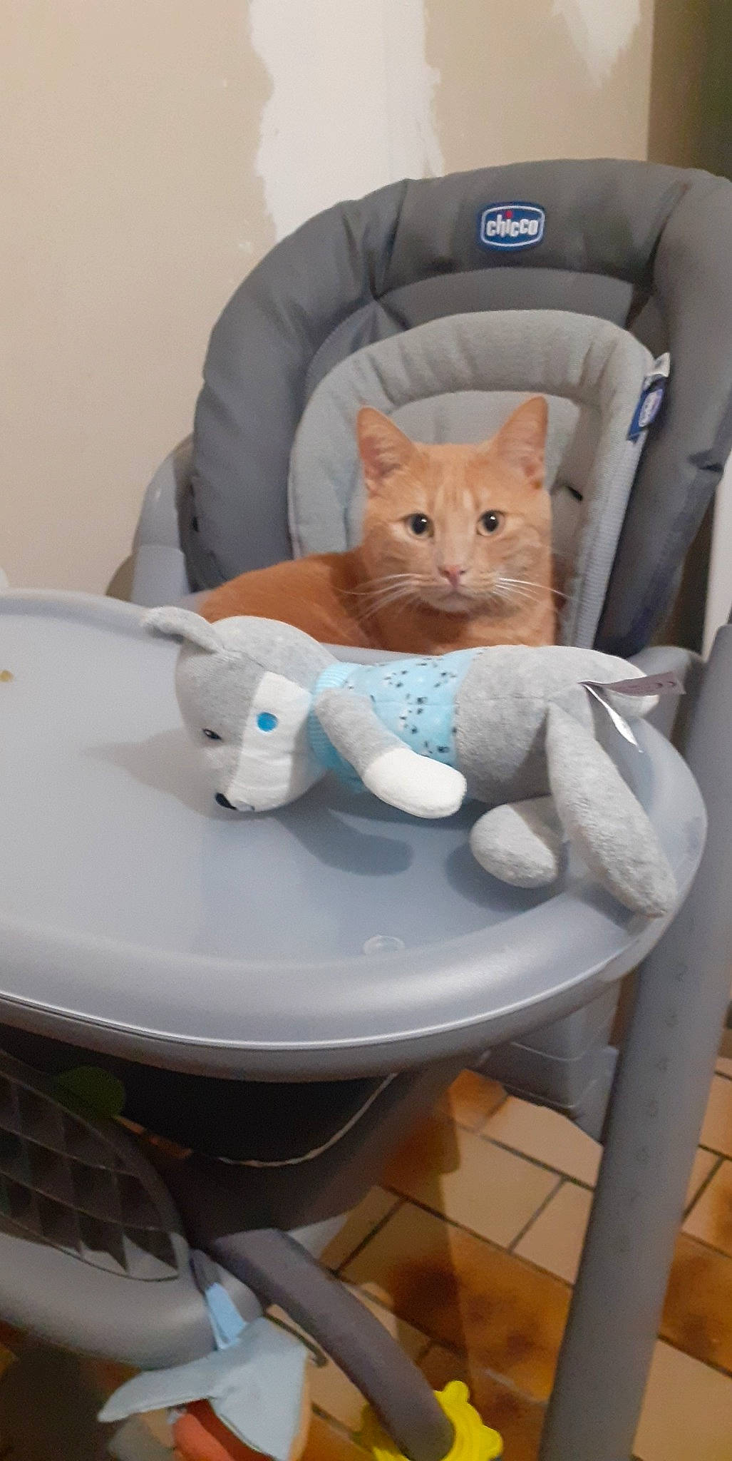 Tigrou a rejoint le concours — aidez-le/la à gagner de superbes lots ! baby_products, car_seat, carnivore, cat, chair, comfort, fawn, felidae, fur, linens, pocket, room, service, sitting, sleeve, small_to_medium_sized_cats, tail, whiskers, white, window