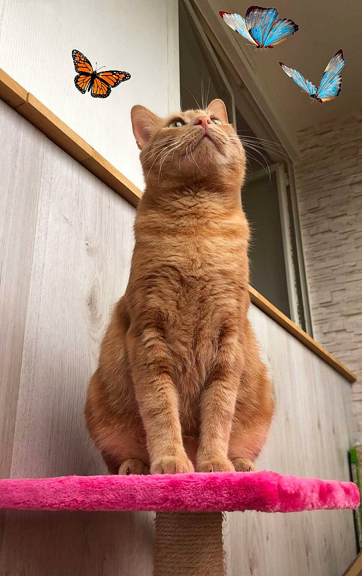 Tigrou participe au concours pour gagner de l'argent avec cette photo : black_cat, brown, butterfly, carnivore, cat, domestic_short_haired_cat, fawn, felidae, fur, magenta, mammal, orange, sitting, small_to_medium_sized_cats, snout, tail, vertebrate, whiskers, window, wood