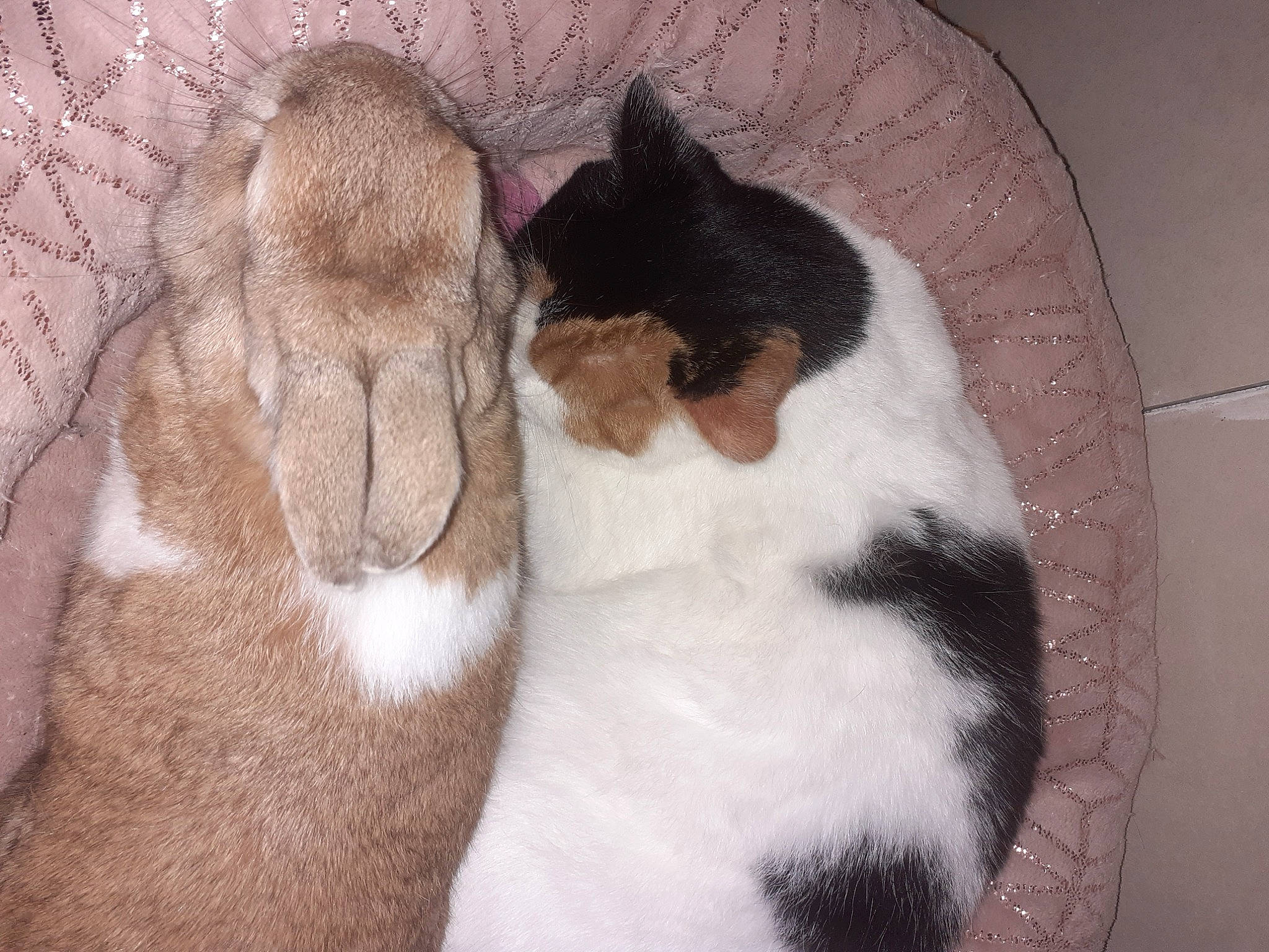 Daisy participe au concours pour gagner de l'argent avec cette photo : brown, carnivore, cat, cat_supply, comfort, dog_breed, domestic_short_haired_cat, felidae, fur, linens, nap, paw, small_to_medium_sized_cats, snout, tail, terrestrial_animal, whiskers