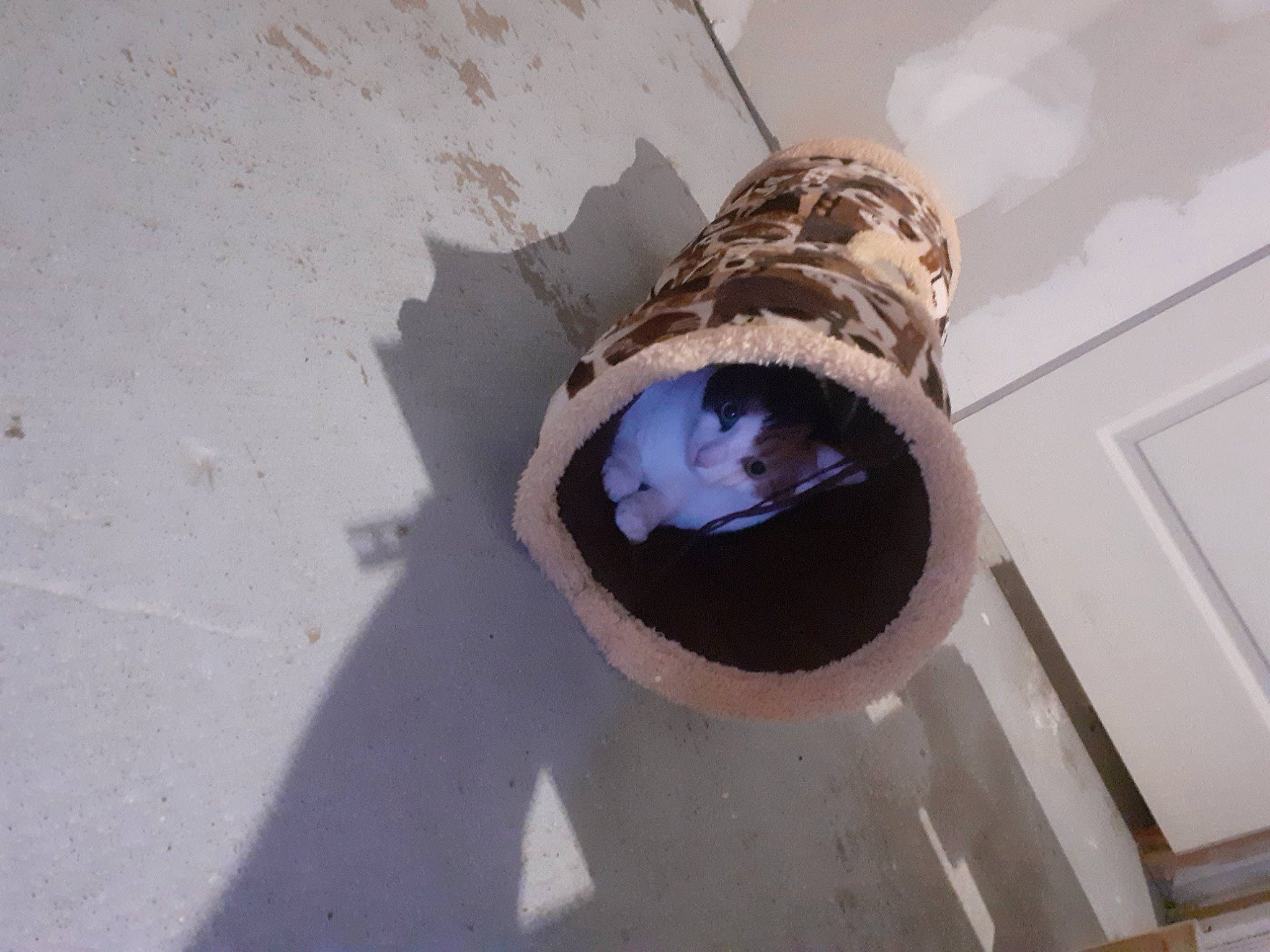 Daisy participe au concours pour gagner de l'argent avec cette photo : canidae, carnivore, cat, cat_supply, concrete, dog_breed, domestic_short_haired_cat, eyewear, fang, felidae, fish, fur, goggles, personal_protective_equipment, roar, small_to_medium_sized_cats, sporting_group, whiskers, window, wood