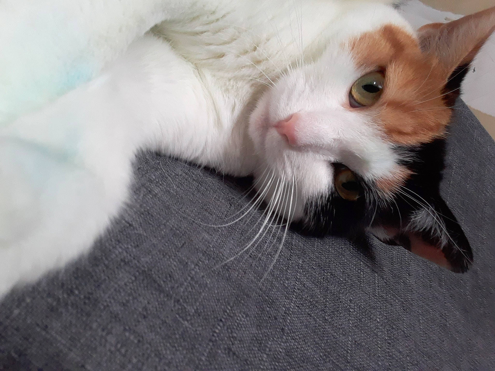 Daisy a rejoint le concours — aidez-le/la à gagner de superbes lots ! carnivore, cat, claw, comfort, domestic_short_haired_cat, fang, fawn, felidae, fur, paw, small_to_medium_sized_cats, tail, whiskers