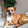 animal, brown_dog, canine, couch, dog, ears, face, furniture, green_plant, home, indoor, leafy_plant, living_room, paw, pet, plant, portrait, relaxed, resting, white_dog