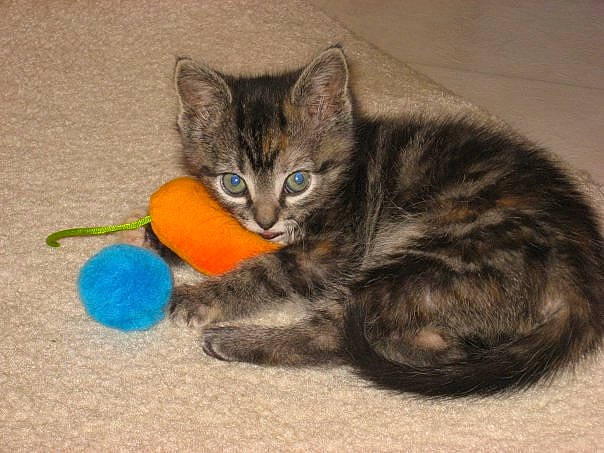 Peanuts is registered to the contest to win money with this photo: american_bobtail, asian, carnivore, cat, cat_toy, claw, domestic_short_haired_cat, european_shorthair, felidae, fur, german_rex, kitten, ojos_azules, paw, pixie_bob, polydactyl_cat, small_to_medium_sized_cats, tabby_cat, tail, whiskers