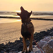 Vayko participe au concours pour gagner de l'argent avec cette photo : dog, sunset, beach, rocks, water, leash, animal, silhouette, nature, outdoor, scenic, sunlight, sand, sky, collar, pet, evening, coast, shore, wildlife