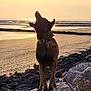 dog, sunset, beach, rocks, water, leash, animal, silhouette, nature, outdoor, scenic, sunlight, sand, sky, collar, pet, evening, coast, shore, wildlife