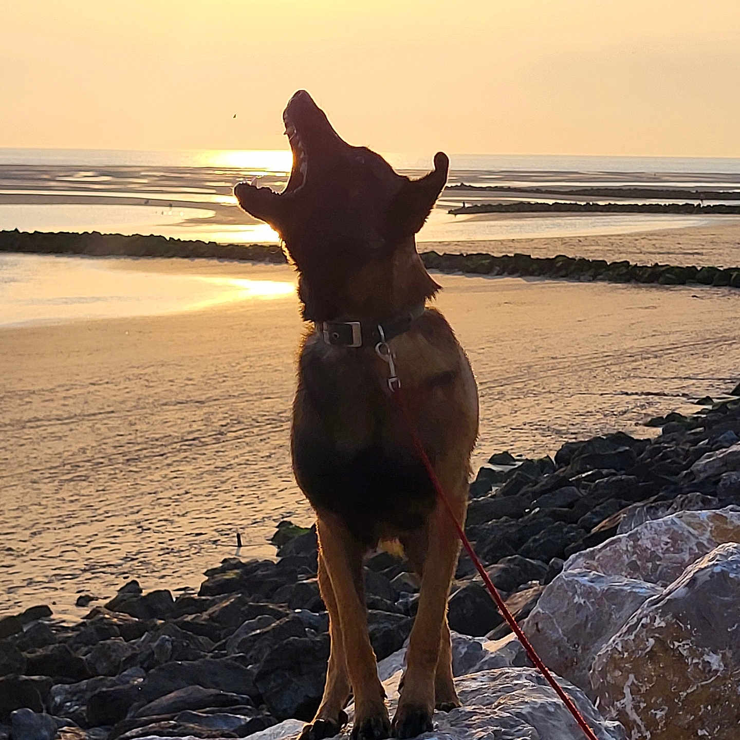 Vayko participe au concours pour gagner de l'argent avec cette photo : animal, beach, coast, collar, dog, evening, leash, nature, outdoor, pet, rocks, sand, scenic, shore, silhouette, sky, sunlight, sunset, water, wildlife