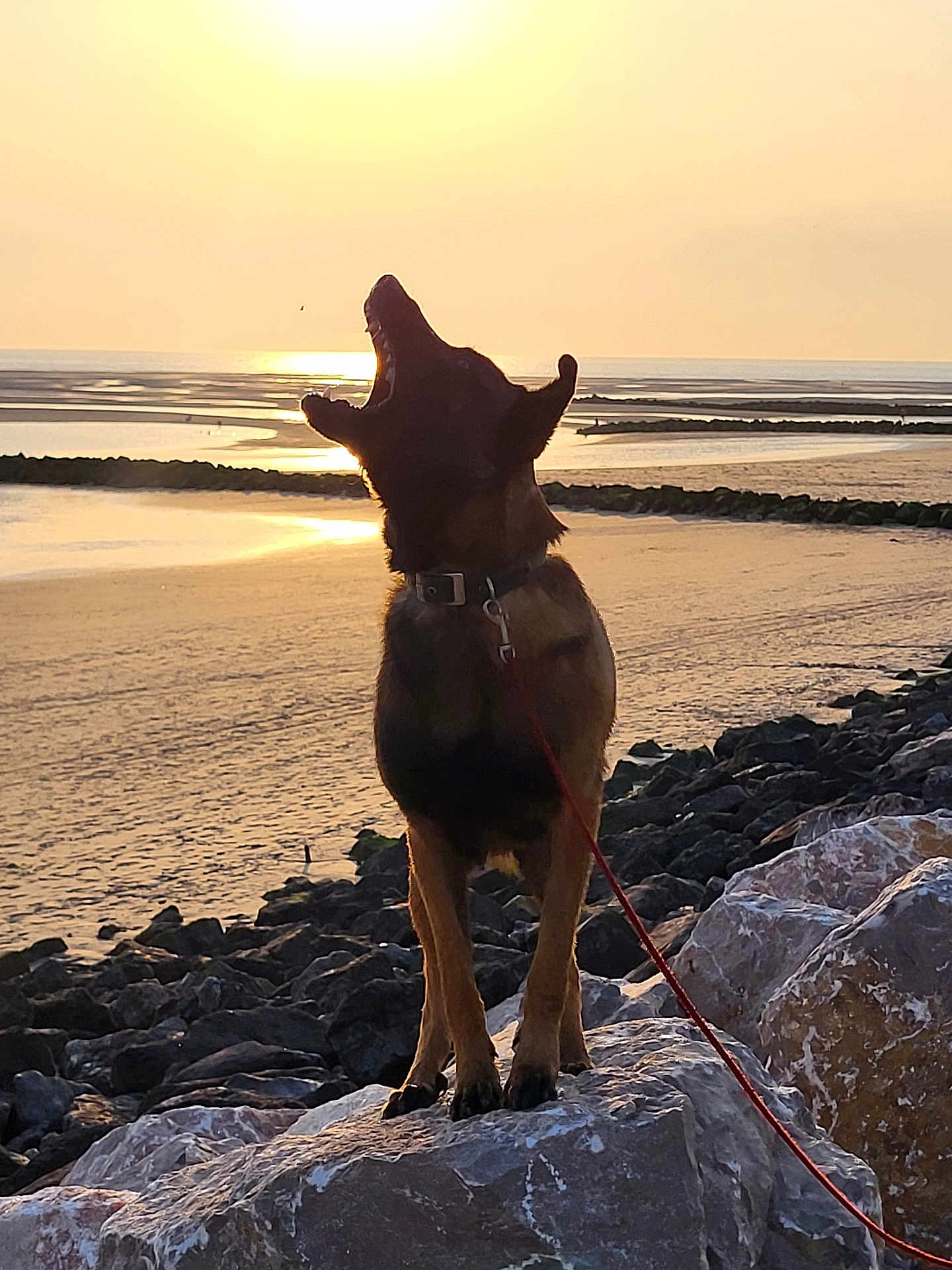 Vayko participe au concours pour gagner de l'argent avec cette photo : dog, sunset, beach, rocks, water, leash, animal, silhouette, nature, outdoor, scenic, sunlight, sand, sky, collar, pet, evening, coast, shore, wildlife