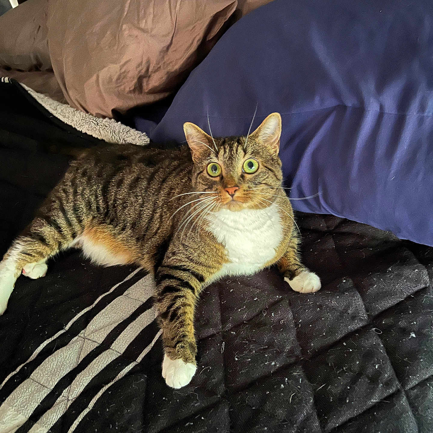 Garra joined the competition — help win amazing prizes! bed, bedroom, cat, cozy, cute, domestic_animal, feline, fur, indoor, looking_up, pet, pillows, quilt, relaxed, resting, sleeping_area, striped, tabby, whiskers, white_paws