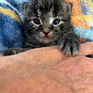 Nugget is registered to the contest to win money with this photo: kitten, cat, animal, pet, hand, furry, cute, small, claw, blanket, colorful, soft, closeup, indoor, young, mammal, whiskers, tabby, comfort, curious