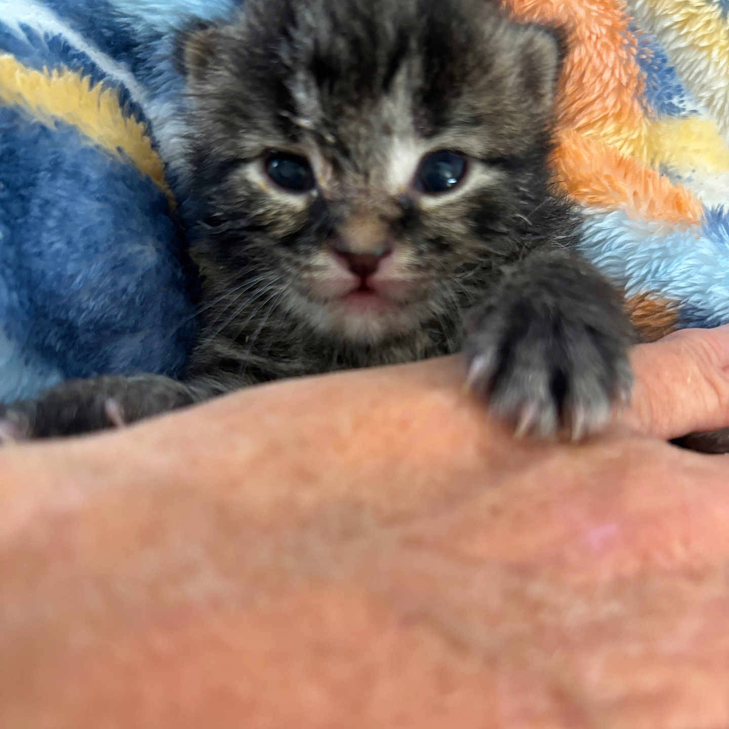 Nugget is registered to the contest to win money with this photo: animal, blanket, cat, claw, closeup, colorful, comfort, curious, cute, furry, hand, indoor, kitten, mammal, pet, small, soft, tabby, whiskers, young