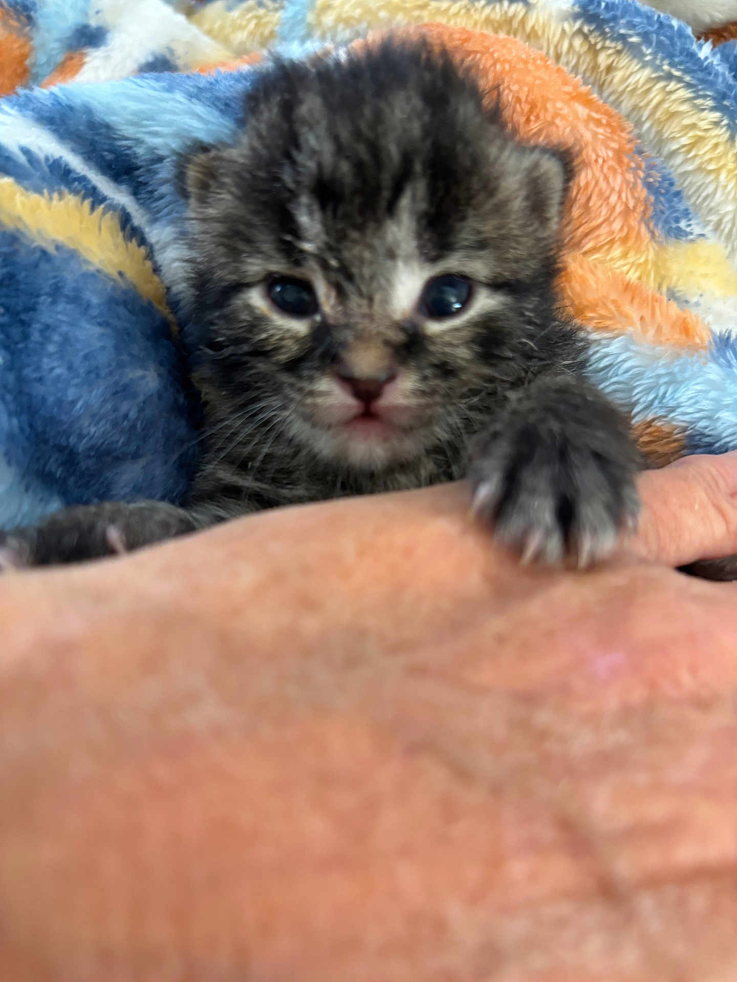 Nugget