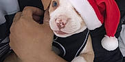 Raider is registered to the contest to win money with this photo: puppy, dog, santa_hat, holiday, cute, pet, animal, hand, person, black_clothing, white_paw, close_up, indoor, adorable, festive, young_dog, snout, ears, soft_fur, cradling