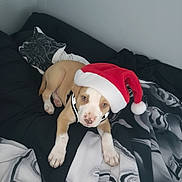 Raider is registered to the contest to win money with this photo: puppy, dog, santa_hat, bed, blanket, black, white, pattern, cute, pet, animal, indoor, lying_down, young, canine, holiday, festive, adorable, fur, sleepy