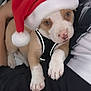 Raider joined the competition — help win amazing prizes! puppy, dog, santa_hat, pet, cute, animal, young_dog, white_paws, brown_and_white, reflective_harness, close_up, indoors, person, lap, resting, adorable, holiday, festive, cozy, curious_eyes