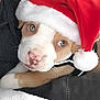 Raider is registered to the contest to win money with this photo: puppy, dog, santa_hat, pet, cute, animal, holiday, christmas, face, fur, snuggle, cozy, pink_nose, brown_and_white, closeup, adorable, young, domestic_animal, soft_texture, portrait