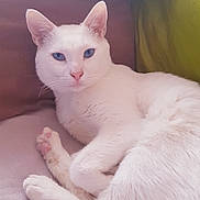 Etoile a rejoint le concours — aidez-le/la à gagner de superbes lots ! cat, white_cat, blue_eyes, pet, animal, feline, resting, relaxed, indoor, cushion, soft_texture, fur, whiskers, pink_nose, tail, close_up, portrait, cozy, comfortable, sleepy