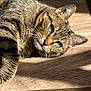 cat, tabby_cat, close_up, green_eyes, whiskers, fur, wooden_surface, sunlight, shadow, pet, animal, domestic_cat, relaxing, lying_down, indoor, portrait, cute, feline, calm, daylight