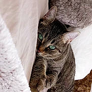 Princesse a rejoint le concours — aidez-le/la à gagner de superbes lots ! cat, tabby, green_eyes, bed, blanket, fur_texture, cozy, relaxed, pet, indoor, resting, cute, sleepy, animal, whiskers, paw, curious, soft, feline, comfort