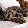 cat, tabby, green_eyes, bed, pillow, plush, fur, resting, cute, pet, animal, indoor, cozy, sleepy, whiskers, relaxed, soft, comfort, closeup, laying_down