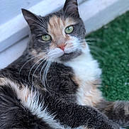 Kiara a rejoint le concours — aidez-le/la à gagner de superbes lots ! cat, calico, green_eyes, fur, whiskers, outdoor, grass, relaxed, pet, animal, closeup, portrait, white_wall, soft, cute, feline, laying_down, nature, domestic_cat, calm