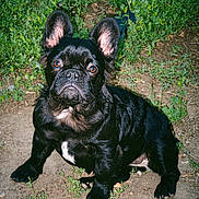 Cáme joined the competition — help win amazing prizes! dog, french_bulldog, puppy, black_dog, outdoor, greenery, plants, dirt, pet, animal, ears, cute, sitting, young_dog, canine, nature, alert, portrait, small_dog, fur