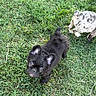 puppy, dog, black_puppy, spotted_puppy, grass, outdoor, pet, animal, cute, young_dog, nature, greenery, playful, small_dog, canine, fur, pets, looking_up, sniffing, daylight