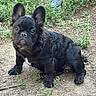 dog, puppy, french_bulldog, black_dog, outdoor, grass, dirt, pet, animal, cute, ears, sitting, young, nature, canine, adorable, small, fur, looking_up, companion
