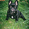 dog, puppy, french_bulldog, black_dog, grass, greenery, brick_wall, outdoor, pet, animal, cute, ears, white_patch, sitting, looking, young_dog, nature, daylight, mammal, canine