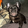 puppy, dog, black_fur, small_dog, pet, indoor, couch, cushion, quilted_surface, alert, ears, wide_eyes, fur_texture, looking, front_view, sitting, animal, companion, cute, domestic