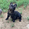 dog, puppy, french_bulldog, black_dog, pet, animal, outdoor, dirt, greenery, curious, sitting, head_tilt, cute, young_dog, ears, snout, fur, nature, ground, small_dog