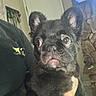 dog, puppy, french_bulldog, black_dog, pet, indoor, person, holding, close_up, ears, eyes, face, cute, animal, home, stone_wall, door, floor, shirt, hand