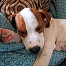 Buzz participe au concours pour gagner de l'argent avec cette photo : puppy, dog, sleeping, paw, blanket, cozy, cute, pet, fur, resting, closeup, indoor, animal, brown_and_white, relaxed, snout, ears, cushion, texture, soft