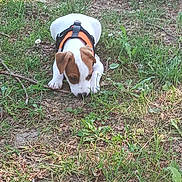 Buzz participe au concours pour gagner de l'argent avec cette photo : puppy, dog, grass, outdoor, nature, flower, white, brown, harness, animal, young, exploring, earth, greenery, sunlight, cute, pet, small, sniffing, curious