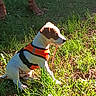 Buzz a rejoint le concours — aidez-le/la à gagner de superbes lots ! dog, orange_harness, grass, sunlight, outdoor, pet, canine, sitting, greenery, nature, legs, sandals, summer, daylight, animal, companion, cute, small_dog, brown_and_white, leisure