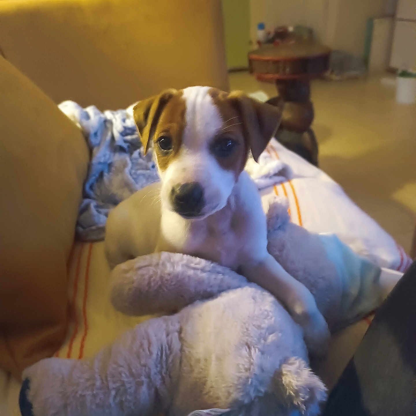 Buzz participe au concours pour gagner de l'argent avec cette photo : puppy, dog, cat, stuffed_animal, blanket, couch, indoor, pet, animal, yellow_cushion, furniture, cozy, curious, relaxed, soft_toy, home, companion, cute, brown_and_white, domestic