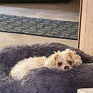 Lil Man is registered to the contest to win money with this photo: dog, pet, bed, fluffy, curly_hair, indoor, floor, rug, cabinet, wood, relaxing, cozy, small_dog, resting, home, animal, cute, sleepy, carpet, fur