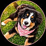 animal, bandana, bernese_mountain_dog, circular_frame, closeup, cute, dog, fluffy, grass, greenery, happy, nature, outdoor, pet, pink, playful, portrait, puppy, smiling, tongue_out