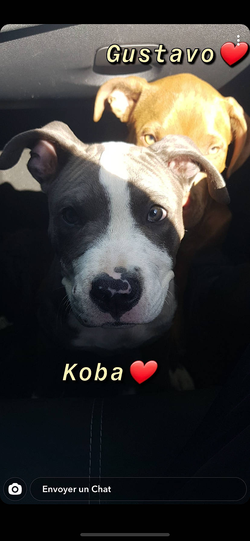 Koba a rejoint le concours — aidez-le/la à gagner de superbes lots ! american_pit_bull_terrier, american_staffordshire_terrier, canidae, carnivore, dog, dog_breed, fawn, mammal, non_sporting_group, nose, photo_caption, pit_bull, puppy, snout, sporting_group, staffordshire_bull_terrier, terrier