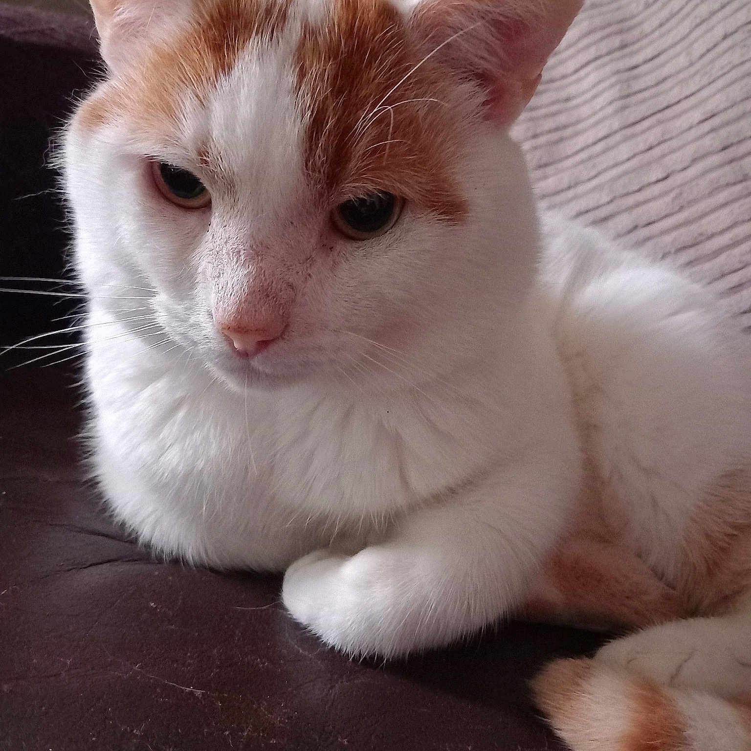 Ginge